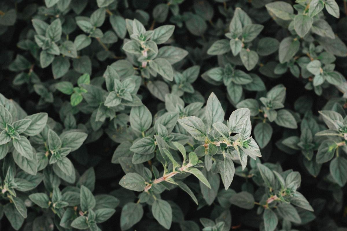 Pure Sweetness of Shade Dried Stevia